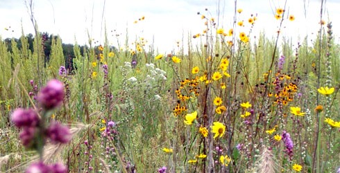 Newton County Indiana - Kankakee Sands